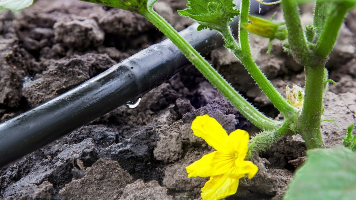 Drip irrigation system proves surprisingly easy setup - drip irrigation