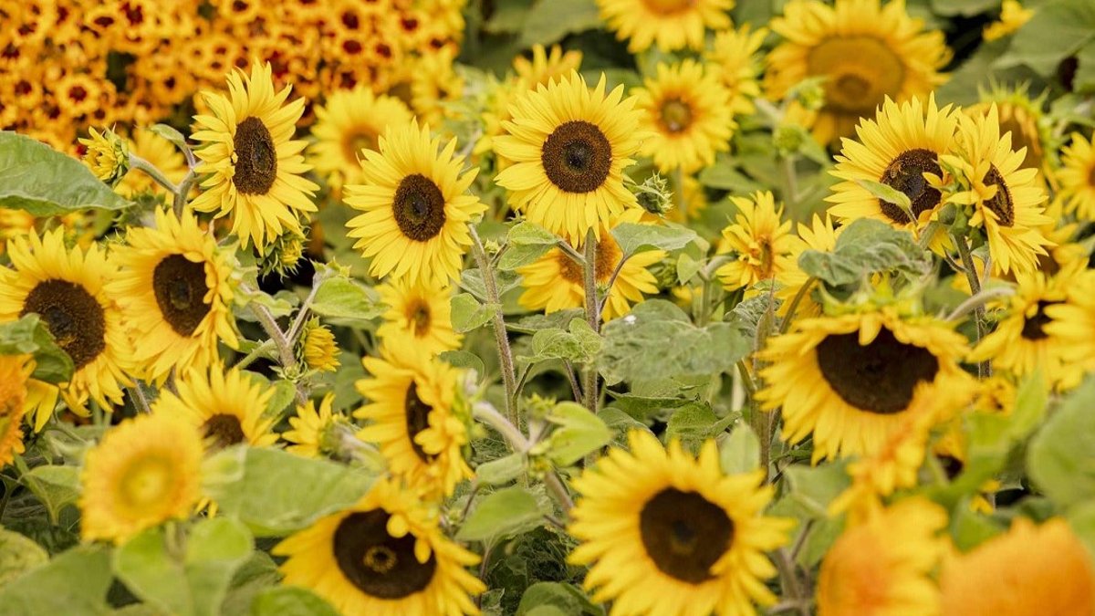 Plant Sunflowers Now for Happiest Garden - sunflower garden
