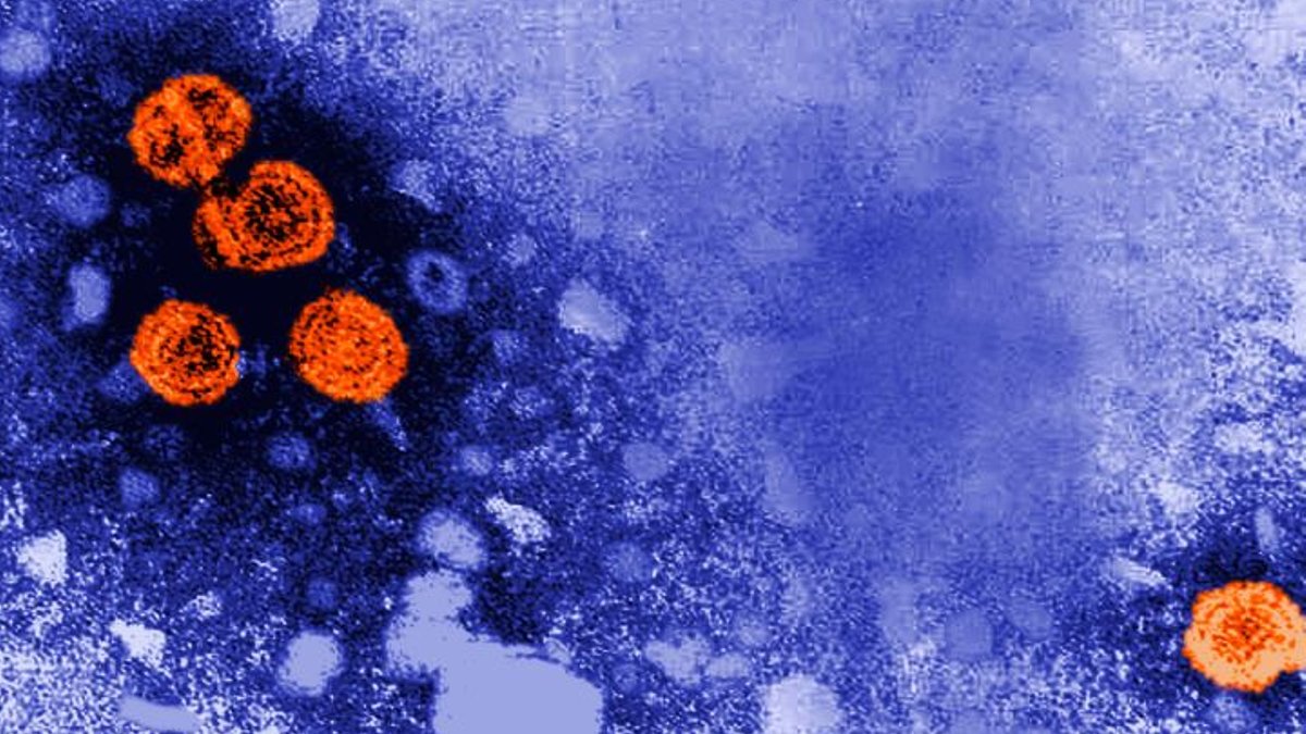 New Hepatitis B Drug Shows Promise New Hepatitis B Drug Shows Promise - hepatitis b drug