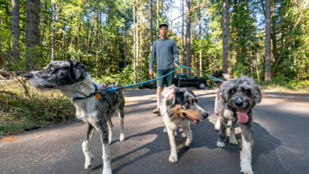 Starting a Dog Walking Business in UK - dog walking business