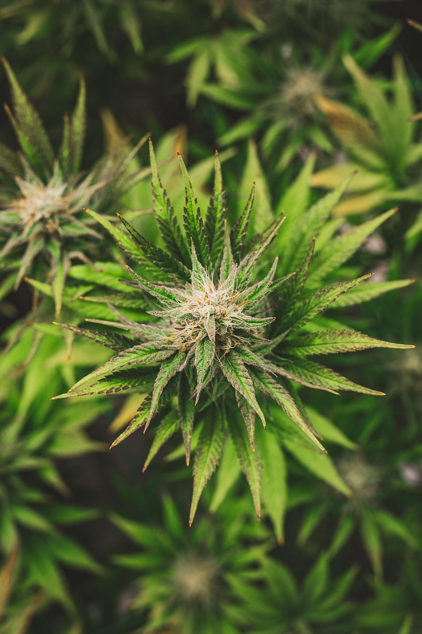Cannabis and CBD What Is It?
