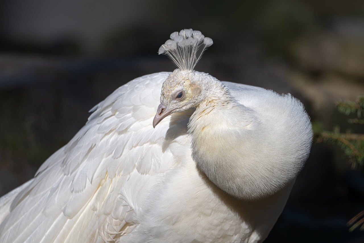 Detailed Facts about White Eye Turning Grey and How to Address the Condition