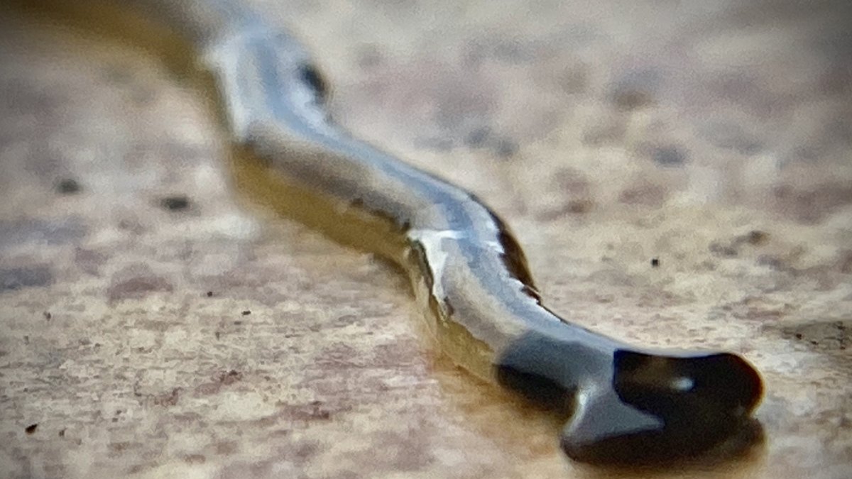 Officials warn don't squish invasive worm Officials warn don't squish invasive worm - hammerhead worm