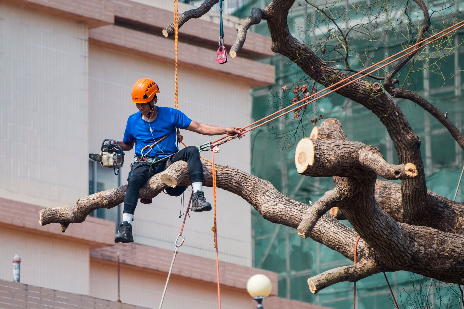 Tree Trimming Tree Pruning is There Truly a Difference Between Them