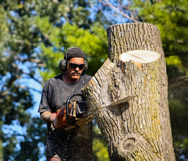 DIY Tree Stump Removal: Affordable Ways to Clear Your Yard