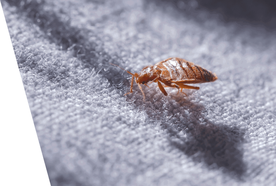 The Early Signs of Bed Bug Infestation