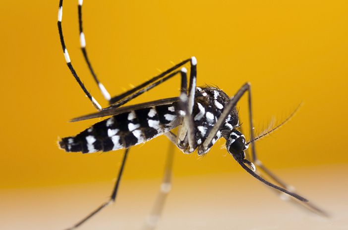 How To Keep Mosquitoes Out of Your Idaho Apartment or Home!