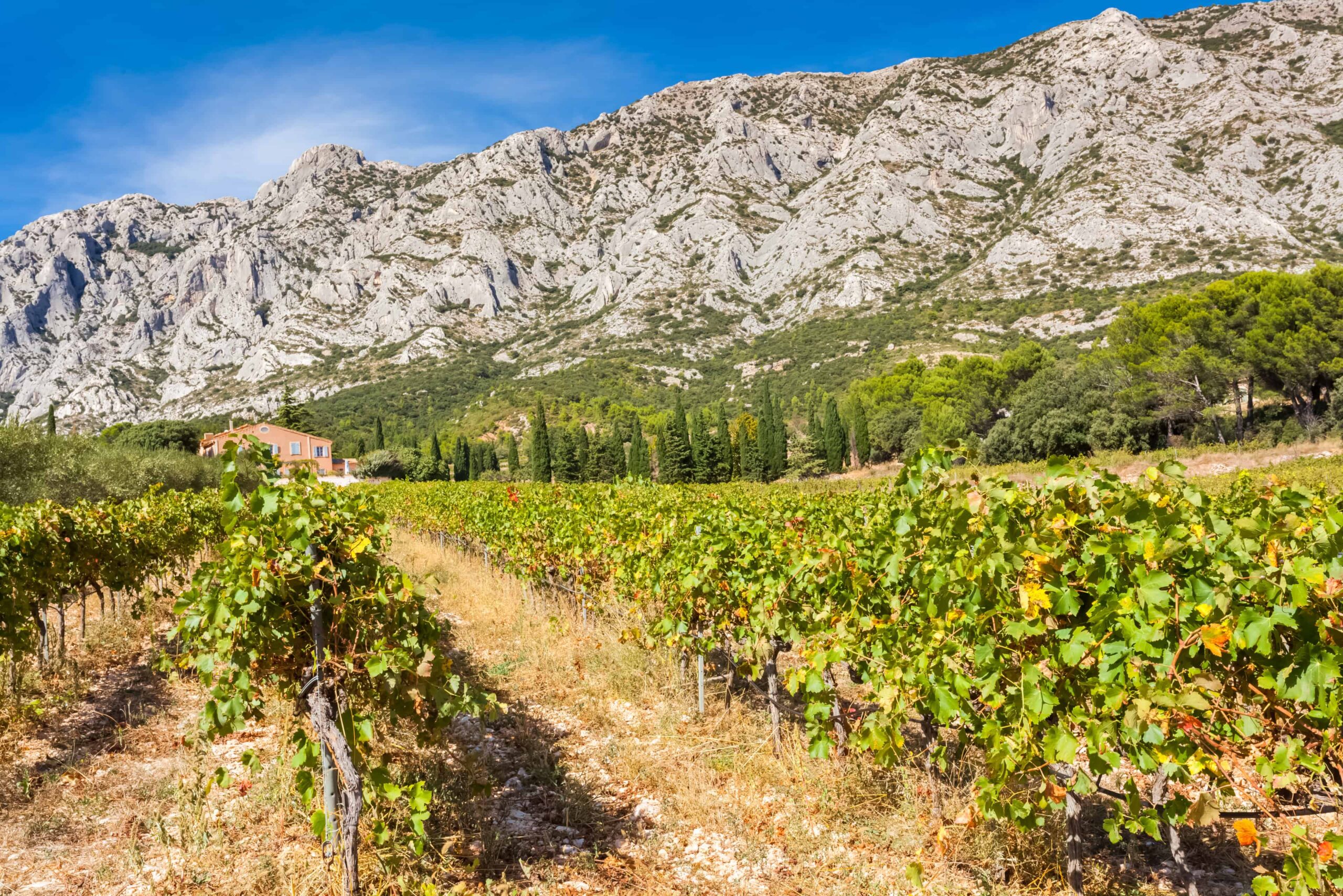 How Much is a Vineyard in Provence, France?