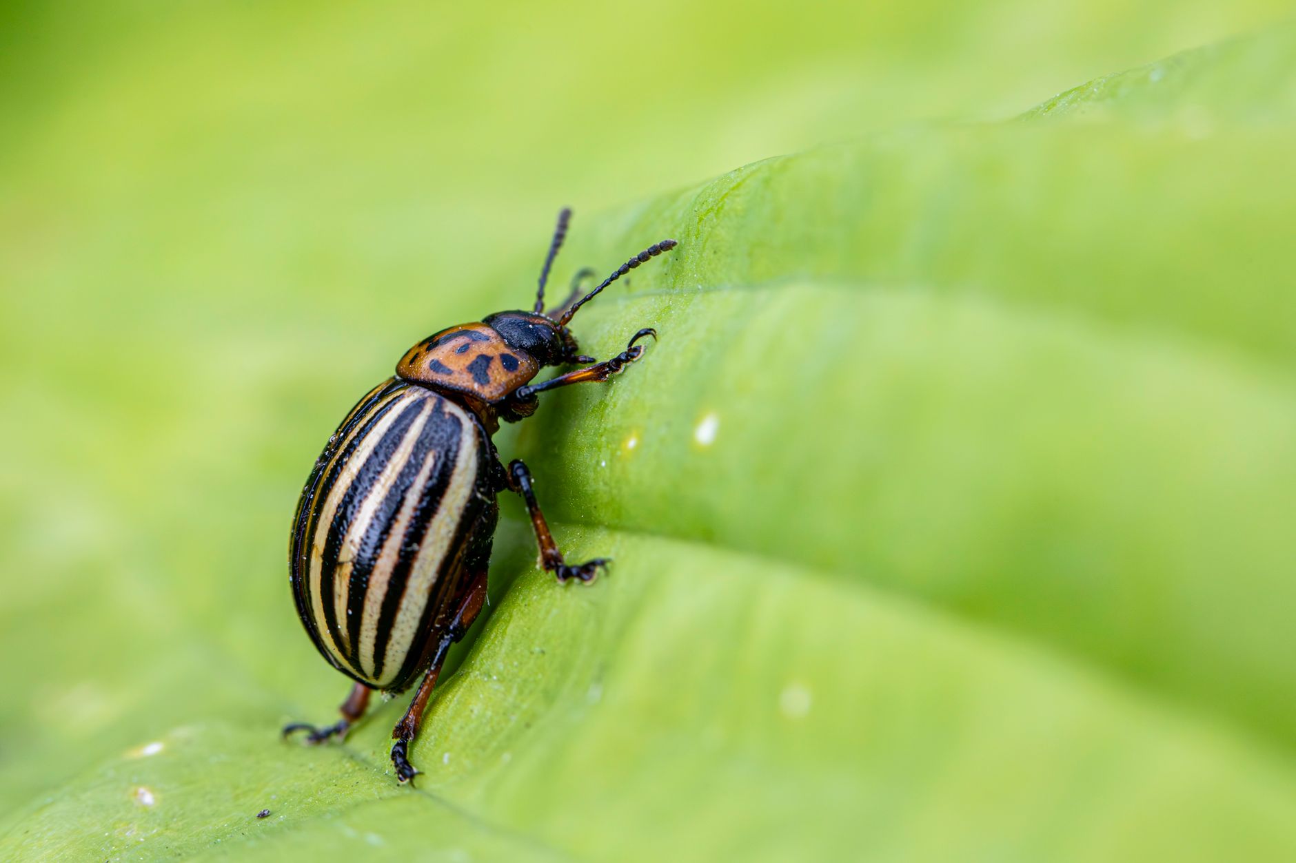 Seasonal Pest Patterns in Northglenn, Colorado: A Detailed Guide