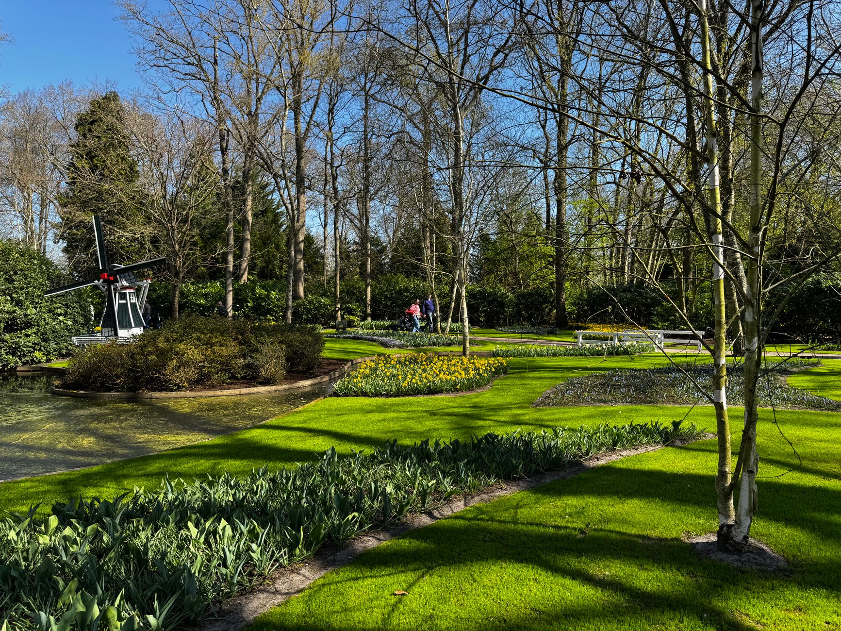 A beautiful lawn in your garden