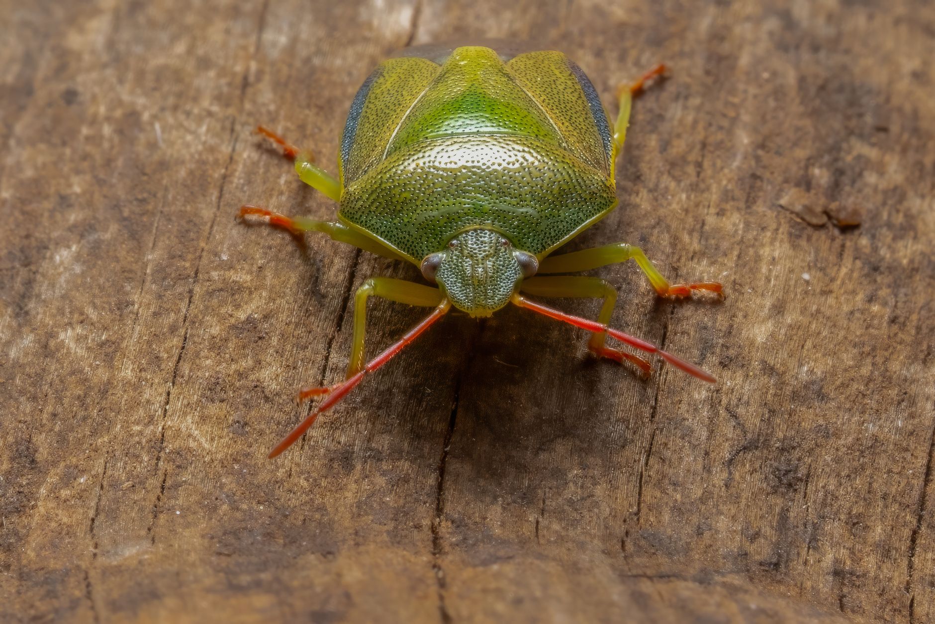 The Psychological Effects of a Bed Bug Infestation – More Than Just Bites