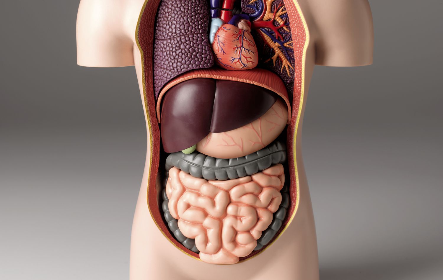 The Effect of Aging on Various Body Systems and Structures
