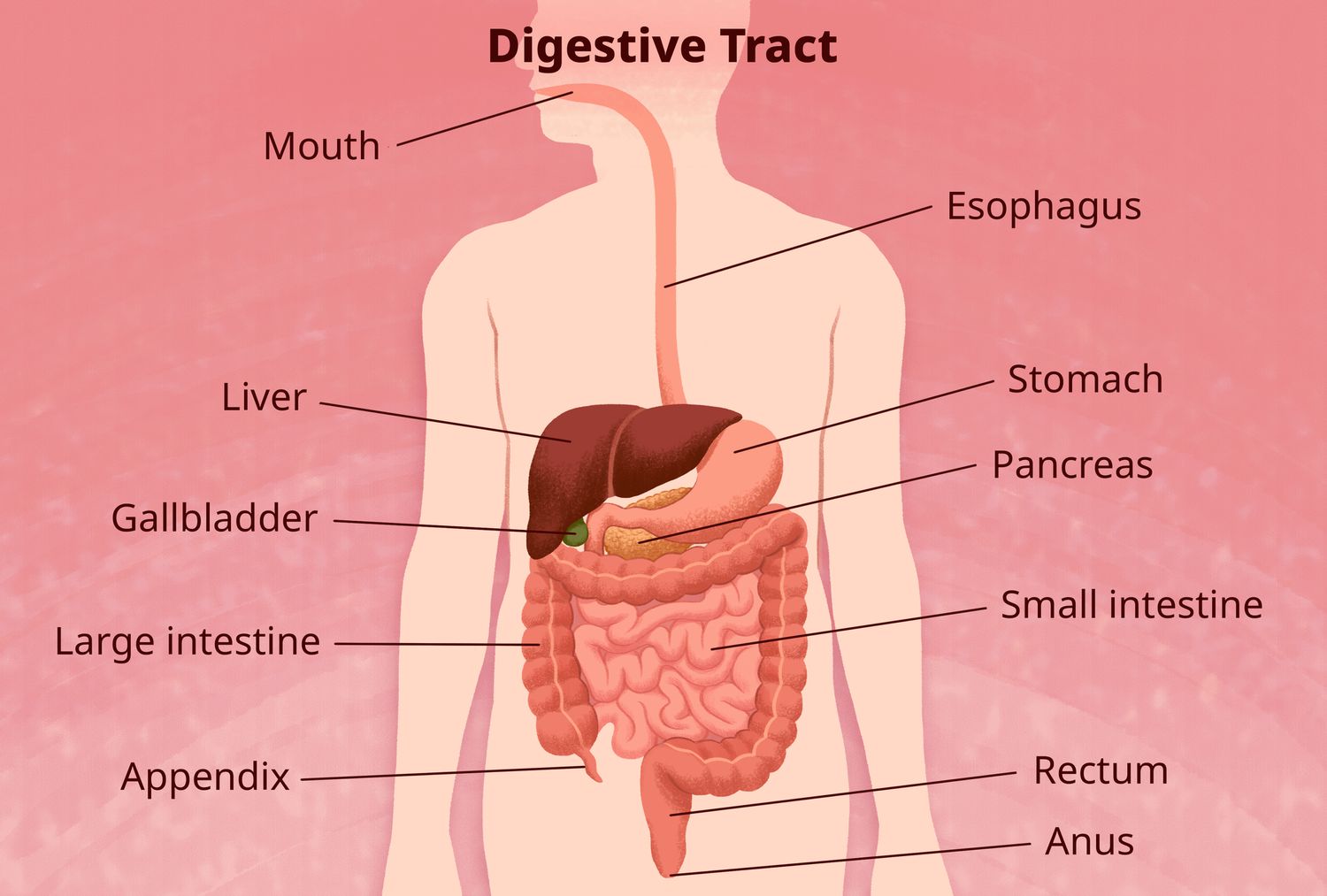 Understanding the Different Types of Gastrointestinal Tests