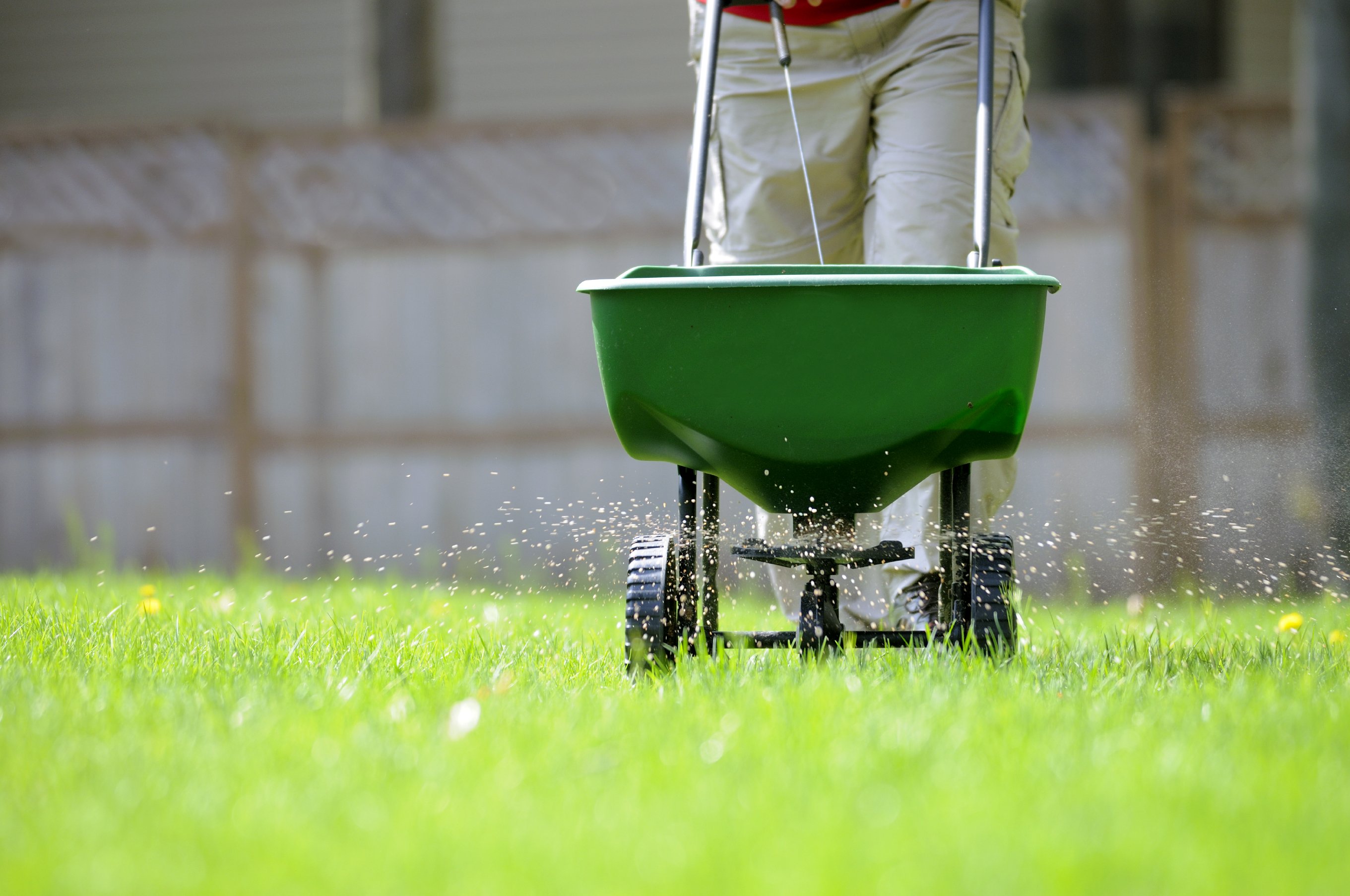 Feeding the lawn