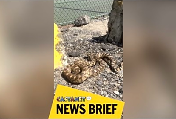 Snakes get romantic on pickleball court
