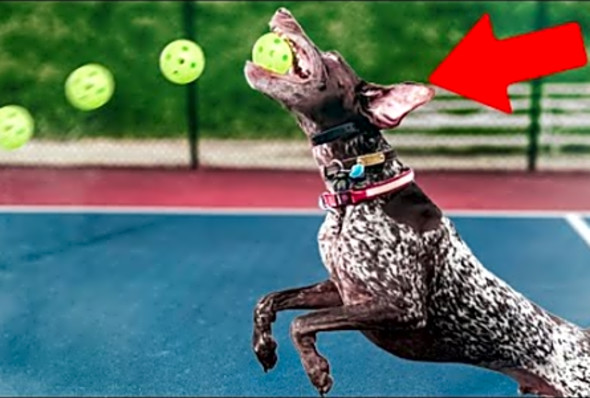 I Trained A Dog To Return My Pickleball Serve