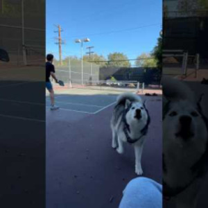 Husky keeps score at Pickleball match