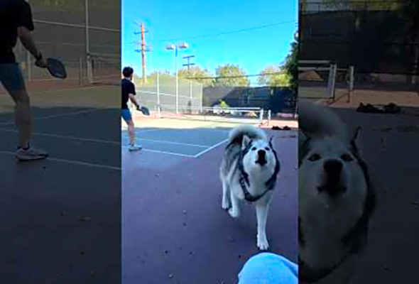 Husky keeps score at Pickleball match