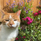 Happy Cat Garden