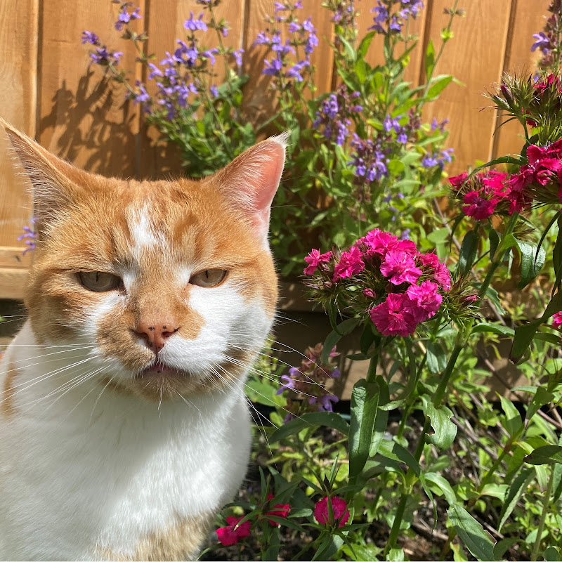 Happy Cat Garden