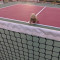 Street Pickleball