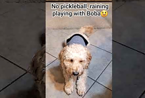 Boba the dog #dog #fun #pickleball #rain #shorts