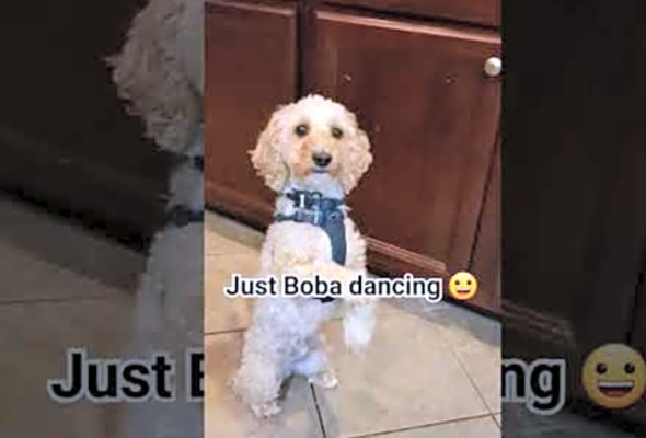 Happy Friday from Boba! Ready for weekend of pickleball #dog #doglover #fun #dance #pickleball