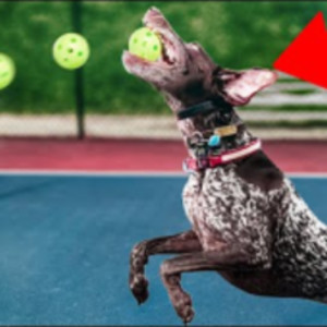 I Trained A Dog To Return My Pickleball Serve