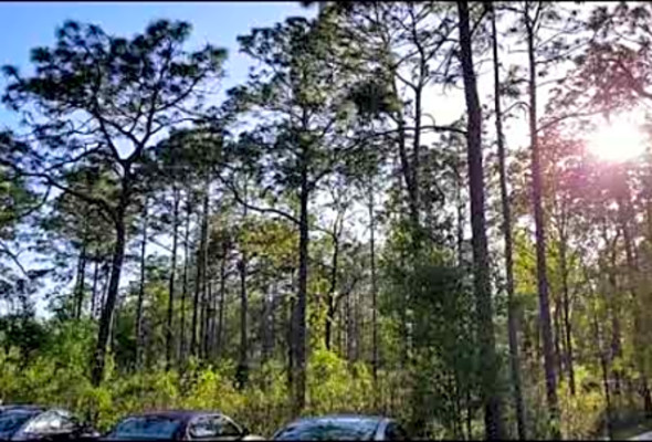 Pickleball Ocala , FL ( Coehadjoe Park )