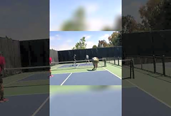 Tennis vs. Pickleball: The ULTIMATE Showdown Begins!