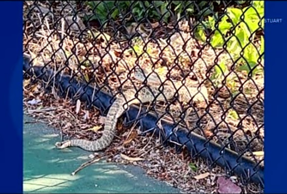Large rattlesnake captured after interrupting pickleball game