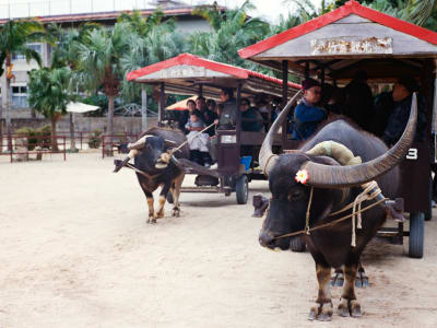 Featured photo from Ishigaki