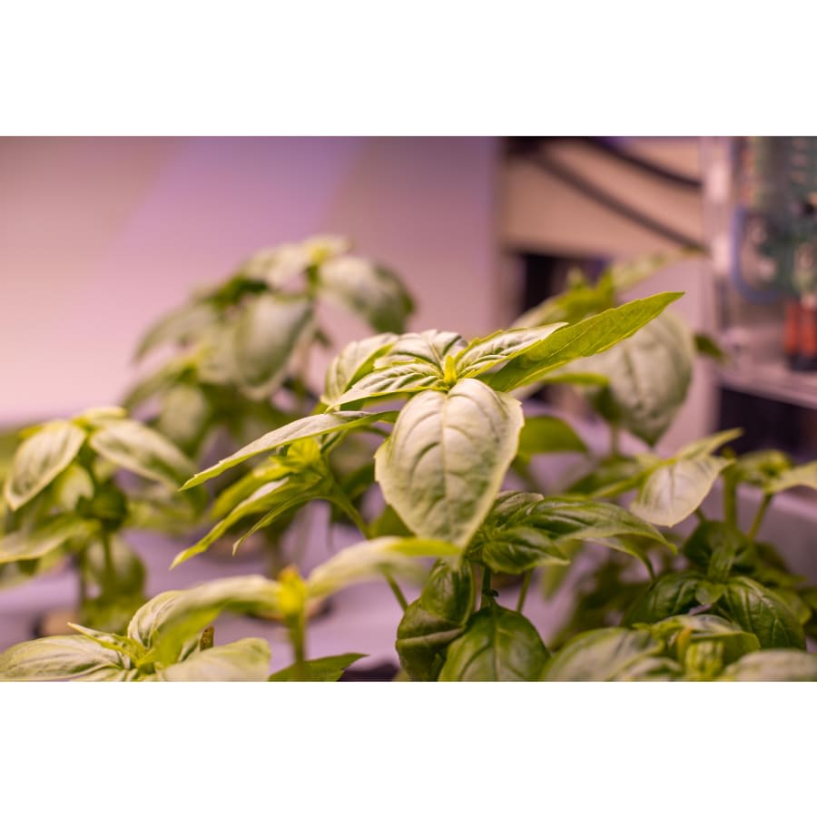 LettUs Grow cover image