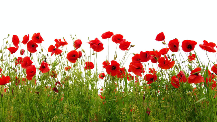 What is Remembrance Day, and why poppies?