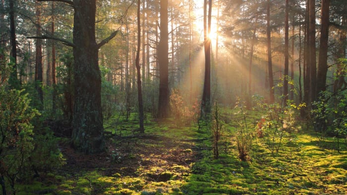 7 nature documentaries we're obsessed with