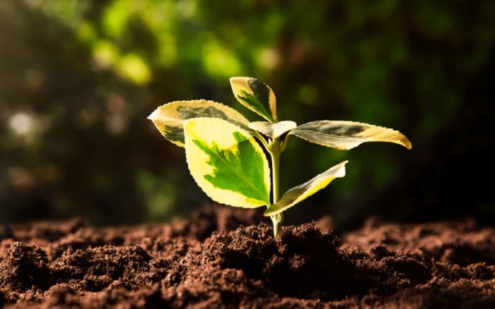 Top 5 ways we can support and empower sustainability efforts in the workplace and promote Earth Day awareness.