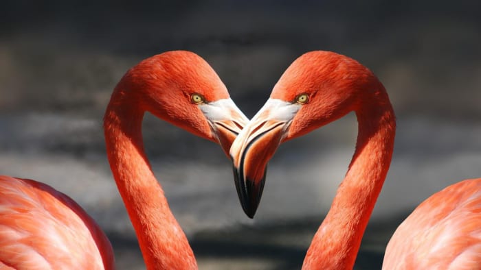 Flamingo Dads Raise Abandoned Chick