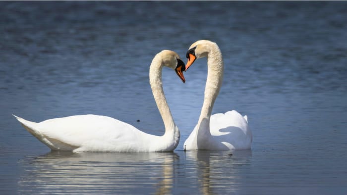 Groundbreaking study reveals same-sex behavior as evolutionarily significant trait across nonhuman primate species