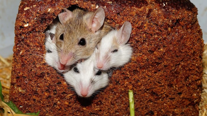 Scientists Create Mice With Two Fathers After Making Eggs From Male Cells