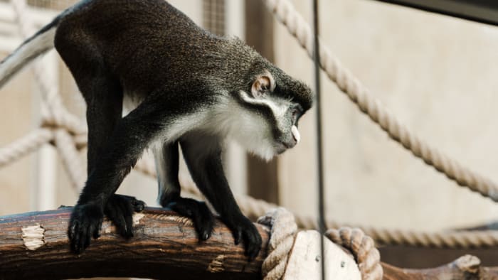 Conservatives Are Flipping Out Over A Study “To Create Transgender Monkeys”