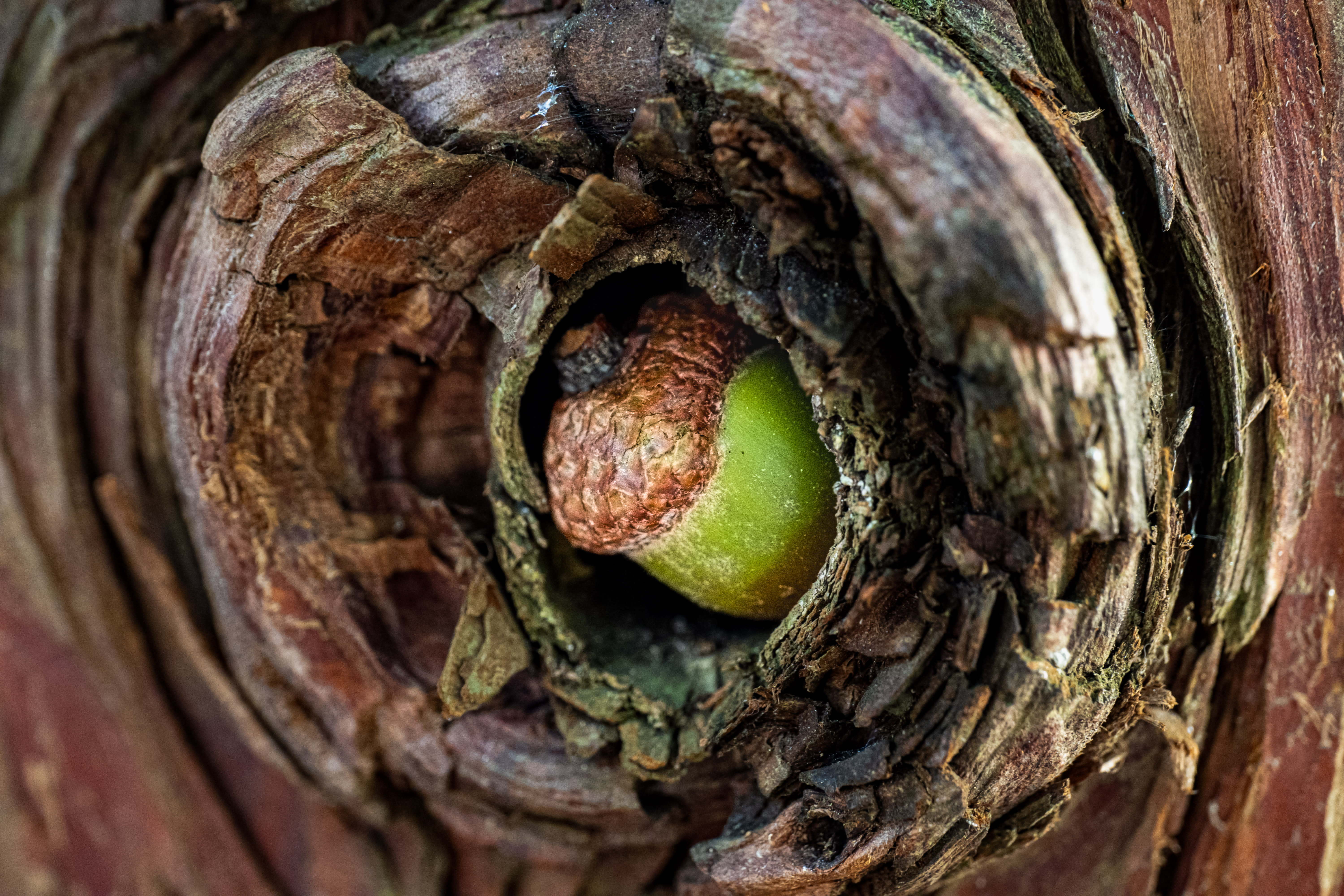Personal still life photography High Trail Media