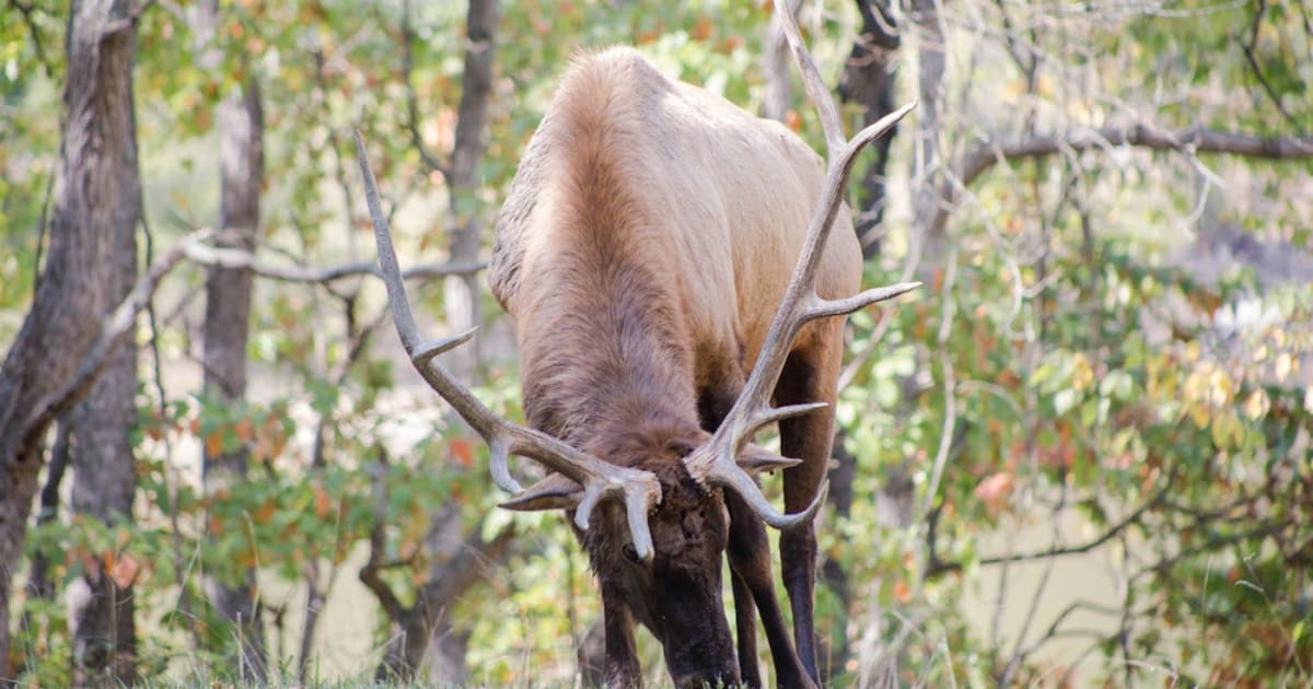 Chasse aux États-Unis : guide des meilleurs États, espèces et pourvoiries