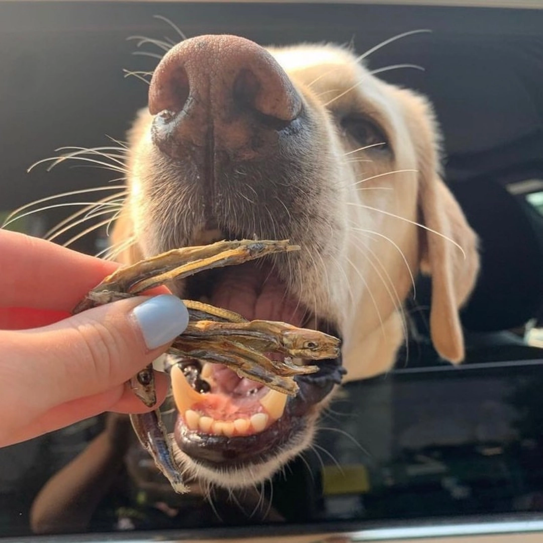Sardines Dehydrated Pet Treats