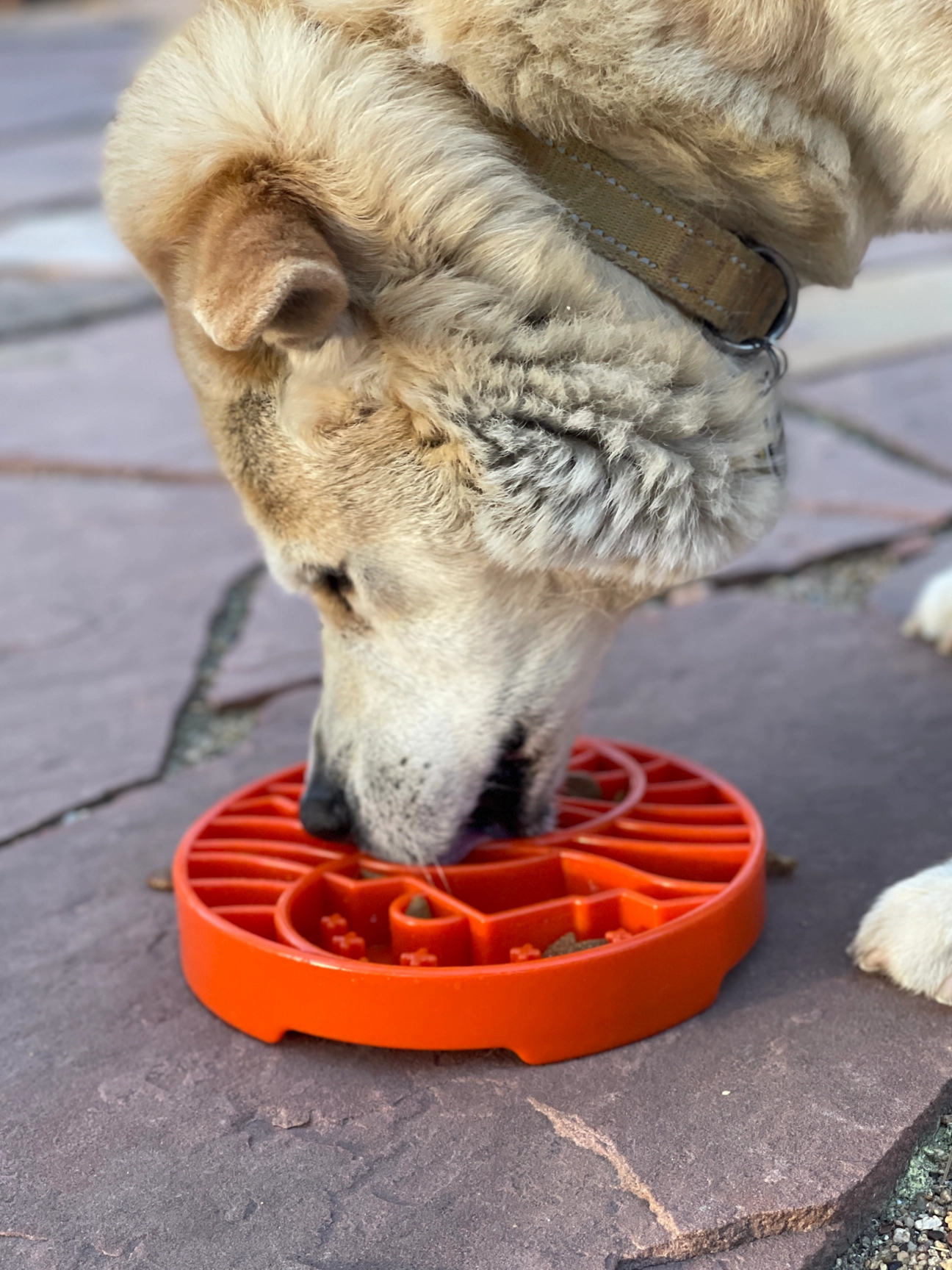 Slow Feeder Bowl - SodaPup