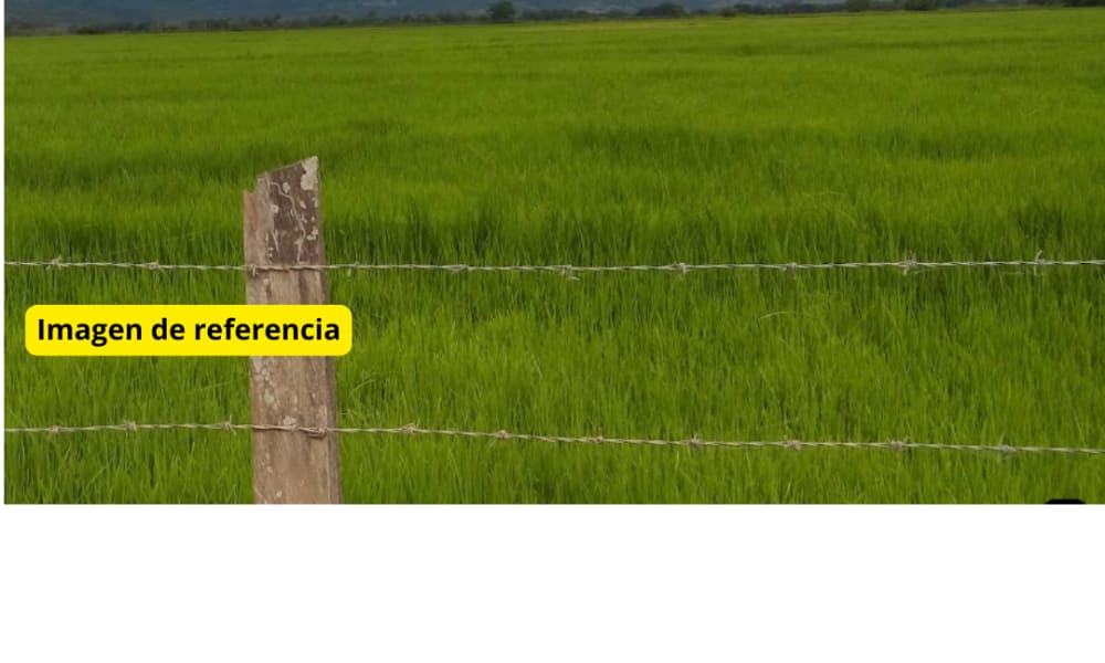 Lote