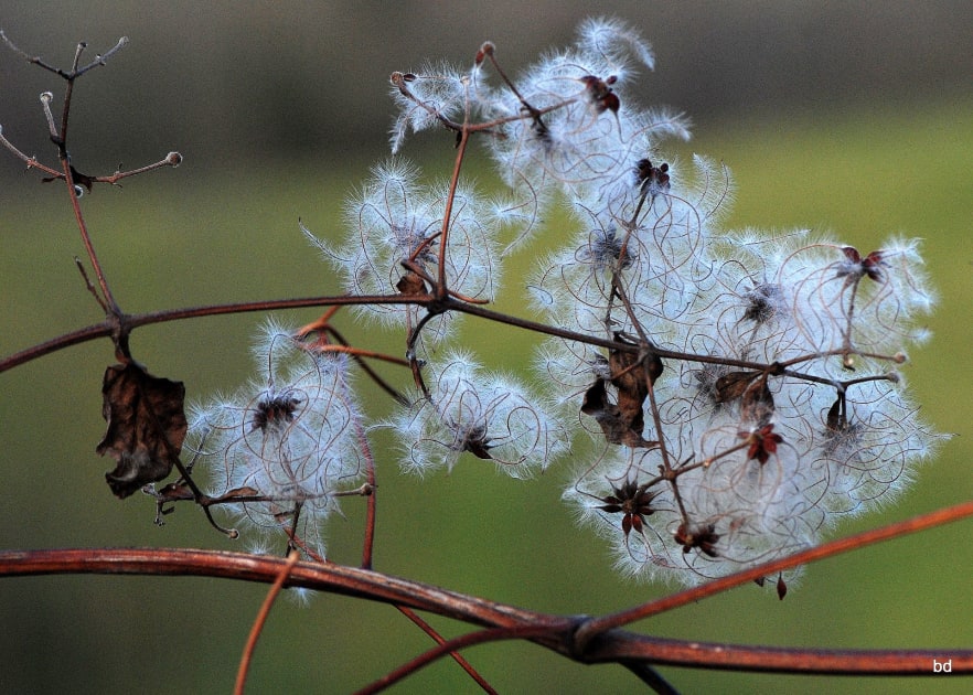 Francine Lacoste-Pradier | Psychanalyste
