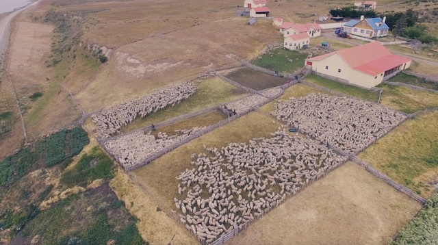 Magallanes Wool Commercialization Program Aims to Enhance the Value of Production in Chile’s Southernmost Region