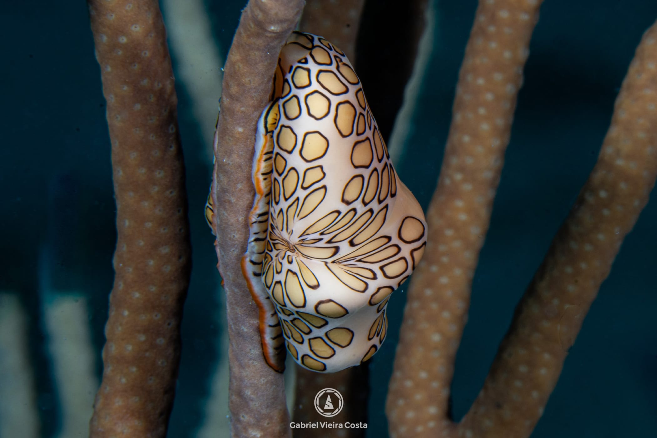 Flamingo tongue