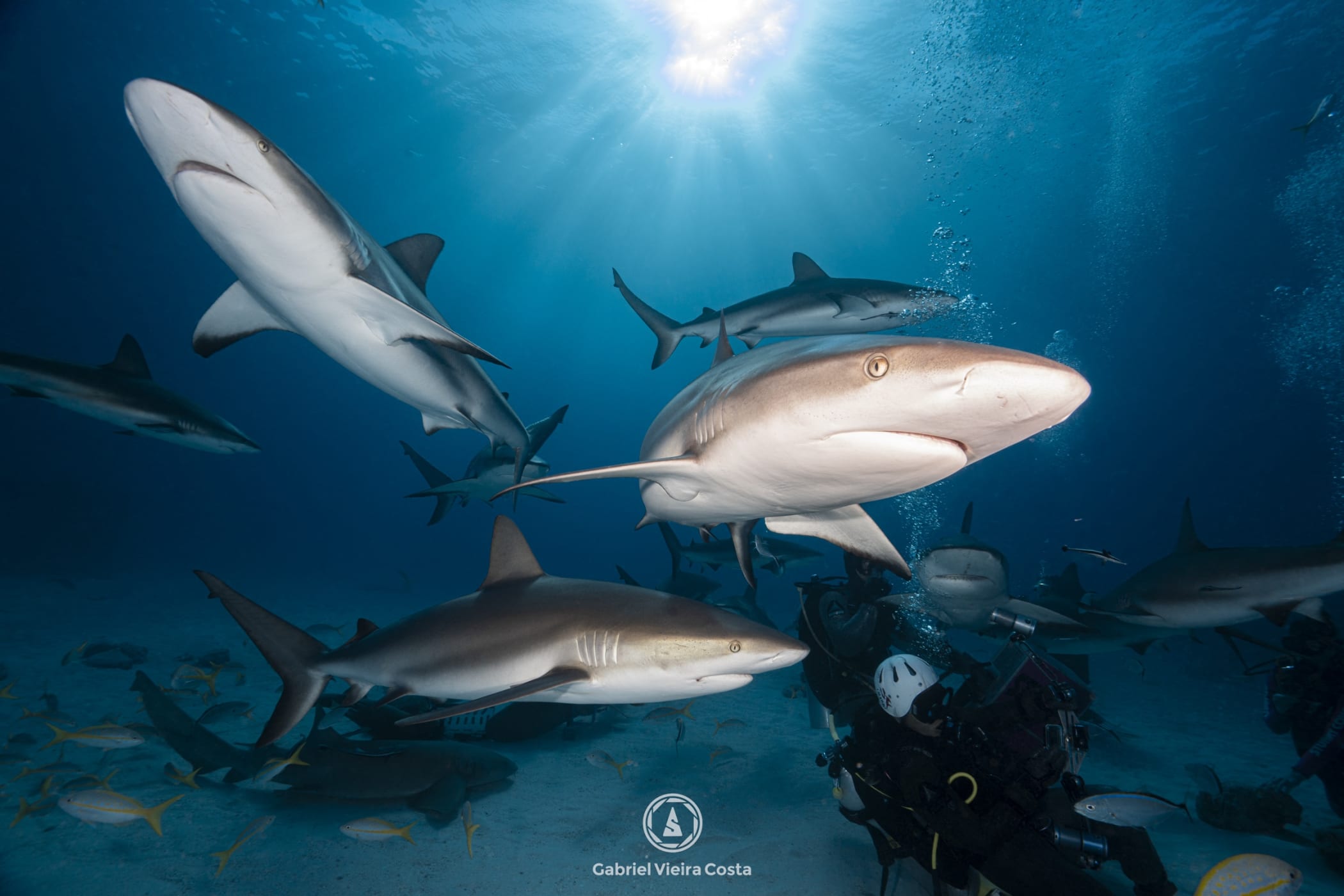 Frenesi de tubarões