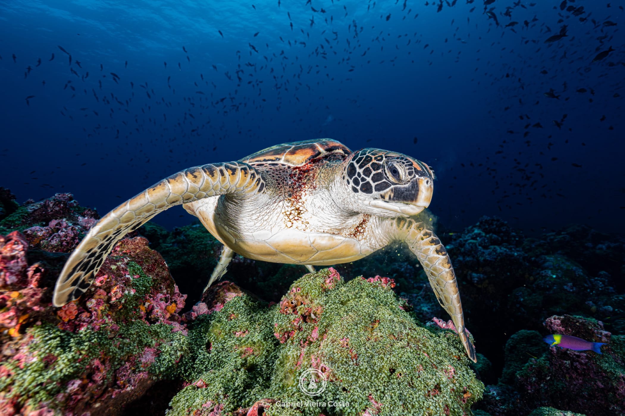 Galápagos tartaruga